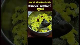 🙏ಪಂಚಮಿಯಂದು ಜೀವಂತ ನಾಗನಿಗೆ ಪೂಜೆ  Nagara Panchami 2024 [upl. by Bilow20]