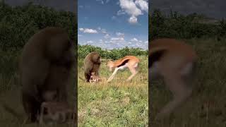 Baboon catches a fawn Animal World Fantastic Beasts Are Here Animal World Highlights Fawn Baboon [upl. by Olshausen751]