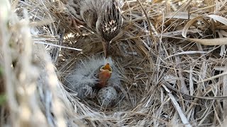 Skylark Bird Babys First Day Witness the Precious Moments [upl. by Aphrodite]