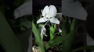 Gingerlily flowers terraceflowers nature terracegardens shortsvideo whiteflower shorts [upl. by Eisenberg942]