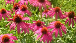 How to Grow Coneflower [upl. by Yenatirb]