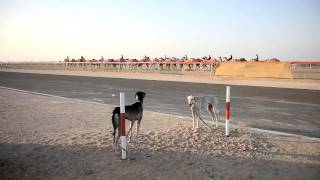 The sport of Saluki racing [upl. by Calvina472]