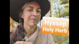 Hyssop The Holy Herb from the Bible quotCleanse Me with Hyssopquot Hyssopus officinalis [upl. by Nazus229]