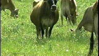 Managed Grazing  Part 1  Introduction to Managed Grazing [upl. by Eecyak]