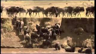 Tanzania Serengeti Best Of part 2 [upl. by Costello907]