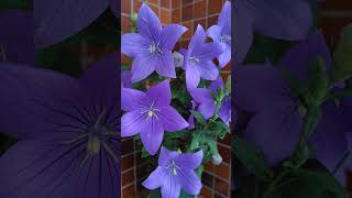 キキョウ アストラ 摘心済み 20240626 桔梗 ききょう Balloon flower Astra Blue Platycodon grandiflorus [upl. by Ynnelg220]