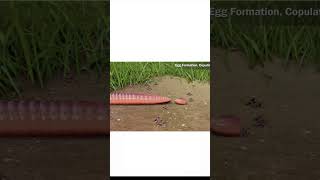 Reproduction In Earthworm 🪱 shorts reproduction biology youtubeshorts Facts [upl. by Aeneus]