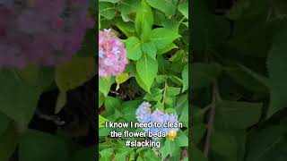 Flowers still blooming in Nov 😊 fyp pretty greenthumb flowers oklahoma viralvideo [upl. by Ulrica]