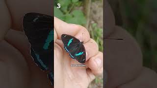 Les 5 plus beaux papillons du monde 😍🦋 ep2 [upl. by Amek407]