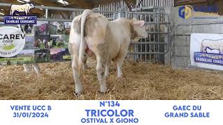 N°134 TRICOLOR  GAEC du GRAND SABLE  OSTIVAL x GIONO [upl. by Stilla30]