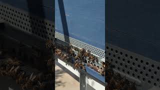 24H007 Maltese Honey Bee Competition [upl. by Somar245]