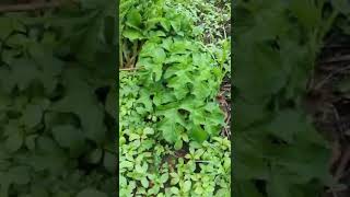 Giant hogweed vs native hogweed 🍀 shorts invasivespecies [upl. by Kulsrud568]