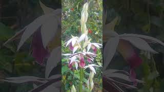 Phaius Orchids Closeup View [upl. by Kara]