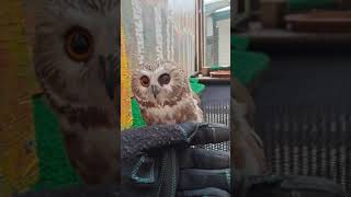 Small Owl at the Alaska Raptor Center Tootsie Northern Sawwhet Owl [upl. by Einahpad]