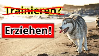 Hör auf mit dem langweiligen Hundetraining So kannst Du Deinen Hund vernünftig erziehen [upl. by Noskcaj161]