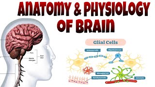 Anatomy and physiology of Brain structure definition types and functions of brain [upl. by Gwyn]