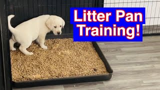 How To Train Puppies To Use A Litter Box [upl. by Aloel]