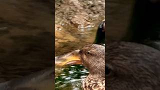 Northern Shoveler Duck shortvideos nature birds birdwatching duck waterfowl shorts short [upl. by Yeliak354]