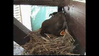 Amsel  Familie  in unserem Garten in Pirna 2012 [upl. by Shuman]