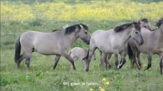 Nationaal Park Nieuw Land de Etalage deel 2 Veulens [upl. by Ahtelahs]