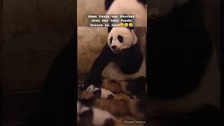 Mama Panda was Shocked when Her Baby Panda Sneeze so loud😅😅😅 [upl. by Carin]