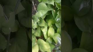 top 5 plant for homegardeningvastunature [upl. by Noswal]