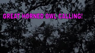 3 Ft tall Great Horned Owl Calling His Mate In Texas raptors [upl. by Battista]