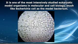 AP Biology  Saccharomyces Cerevisiae [upl. by Toni]