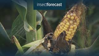 Insect Forecast  Detect the pests in your area [upl. by Demetri556]