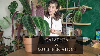 COMMENT BOUTURER UN CALATHEA  LA MULTIPLICATION DU CALATHEA  JE DIVISE MON CALATHEA [upl. by Eikcin]