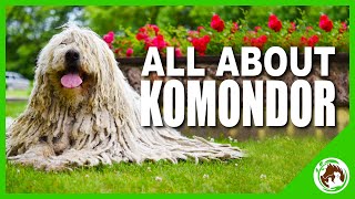 Komondor The Amazing Hungarian Dog Breed [upl. by Ttezzil]