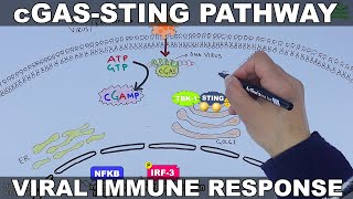 cGAS STING Signalling Pathway [upl. by Kuebbing183]