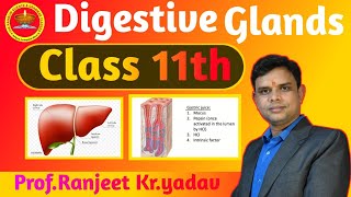 Digestive glands  in hindi  Human physiology Digestive system  By  ProfRanjeet Kr yadav [upl. by Fantasia677]