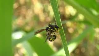 Eumenes sp wasp mating [upl. by Eilyab]