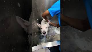 Keya se Keya ho gaya😜🤪trending ytshorts viralvideo funnyanimal grooming likeandsubscribe❤️‍🔥🔥🙏 [upl. by Petracca810]