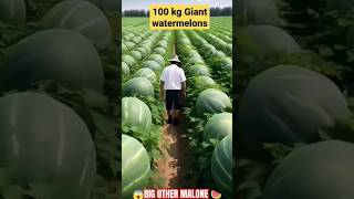 😱Big Other Malone 🍉🍉 watermelon fruit farming fruitworld viral trending shorts [upl. by Ennaitsirhc]