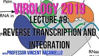 Virology Lectures 2019 9 Reverse Transcription and Integration [upl. by Sherburn800]