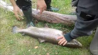 Lasisa 100 cm Neris Salmon fishing Lithuania [upl. by Mastat]