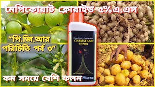 chamatkar  PGR মেপিকোয়াট ক্লোরাইড ৫এএস কিভাবে এবং কোন সময় ব্যবহার করবেন। [upl. by Eilsek468]