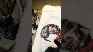 Cute cat baby 🤩🤩 shortsvairalvideo animals vairalshort vairal [upl. by Leonardi419]