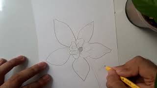 How to draw the Blue Aquilegia flower Aquilegia [upl. by Sternlight]