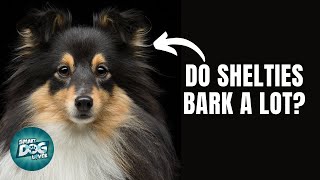 12 Things Only Sheltie Dog Owners Understand [upl. by Corwin]