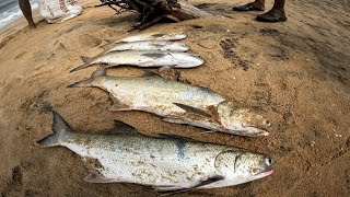 BarramundiampTredfin salmon catching from Kerala seaside by strongest fishing netTreditional fishing [upl. by Torry]