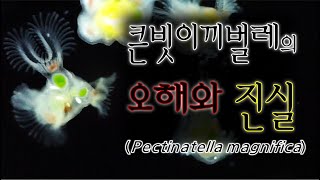 큰빗이끼벌레의 오해와 진실Myths and truths about the moss animal Pectinatella magnifica [upl. by Vitoria]