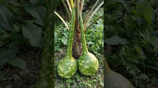 Long Handled Dipper Gourd [upl. by Dlanod]