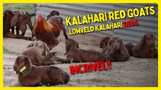 ☑️ Cabritos Kalahari reds  Lowveld kalahari Reds [upl. by Richers954]