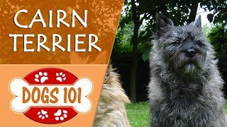 Dogs 101  CAIRN TERRIER  Top Dog Facts About the CAIRN TERRIER [upl. by Ayifa845]