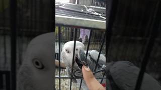 African grey parrot greyparrot greyparrottalking parrotparrot parrot parrots birds feed [upl. by Wincer]