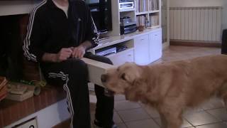 giochi con i cani problem solving [upl. by Panther37]