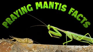 Praying Mantis Facts [upl. by Notnel597]